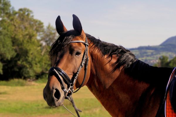 HORSE SADDLERY PRODUCTS